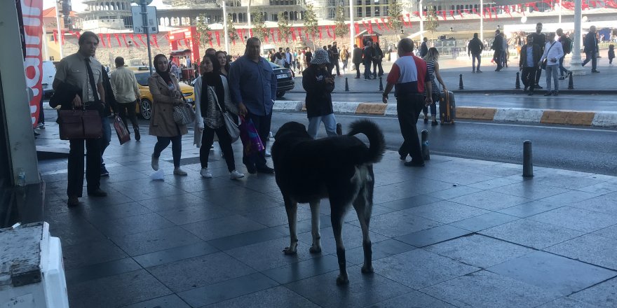 TAKSİM'DE O KÖPEK YİNE ISIRDI