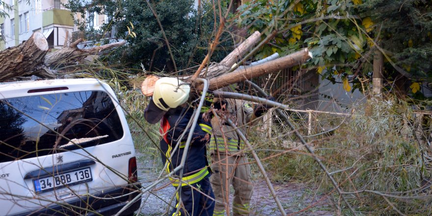 AVCILAR'DA OTOMOBİLİN ÜSTÜNE AĞAÇ DEVRİLDİ