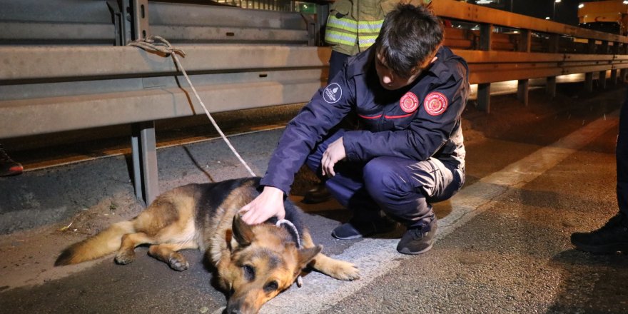 MALTEPE D-100'DE ARACIN ÇARPTIĞI KÖPEK KURTARILAMADI