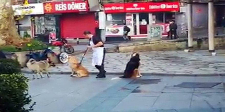 Vatandaşın Süpürge İle Masaj Yaptığı Köpeklerin İç Isıtan Halleri Kamerada