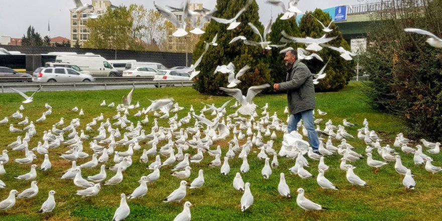 Bakırköy’de Her Gün Yüzlerce Martıyı Elleriyle Besliyor