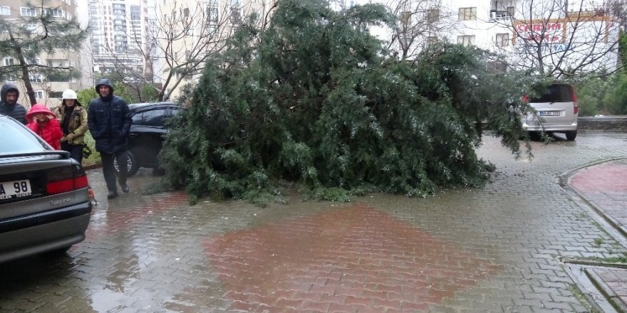 Kartal’da Devrilen Ağaç İki Aracın Üzerine Düştü