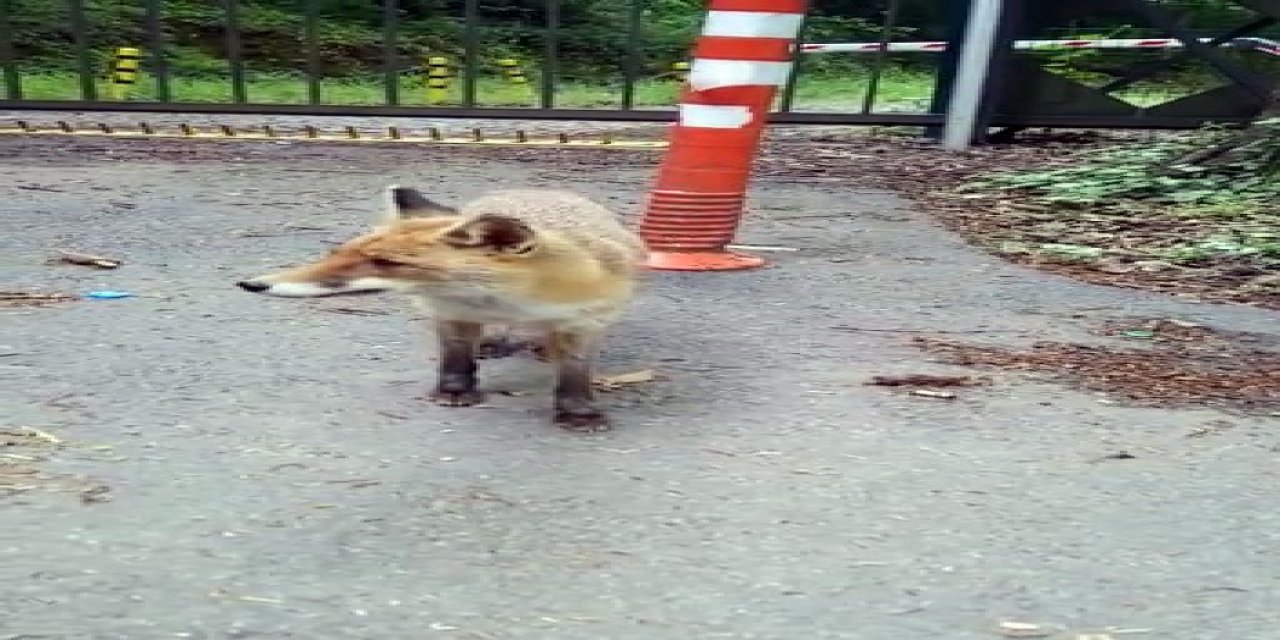 Sarıyer’de Aç Kalan Tilki Şehre İndi