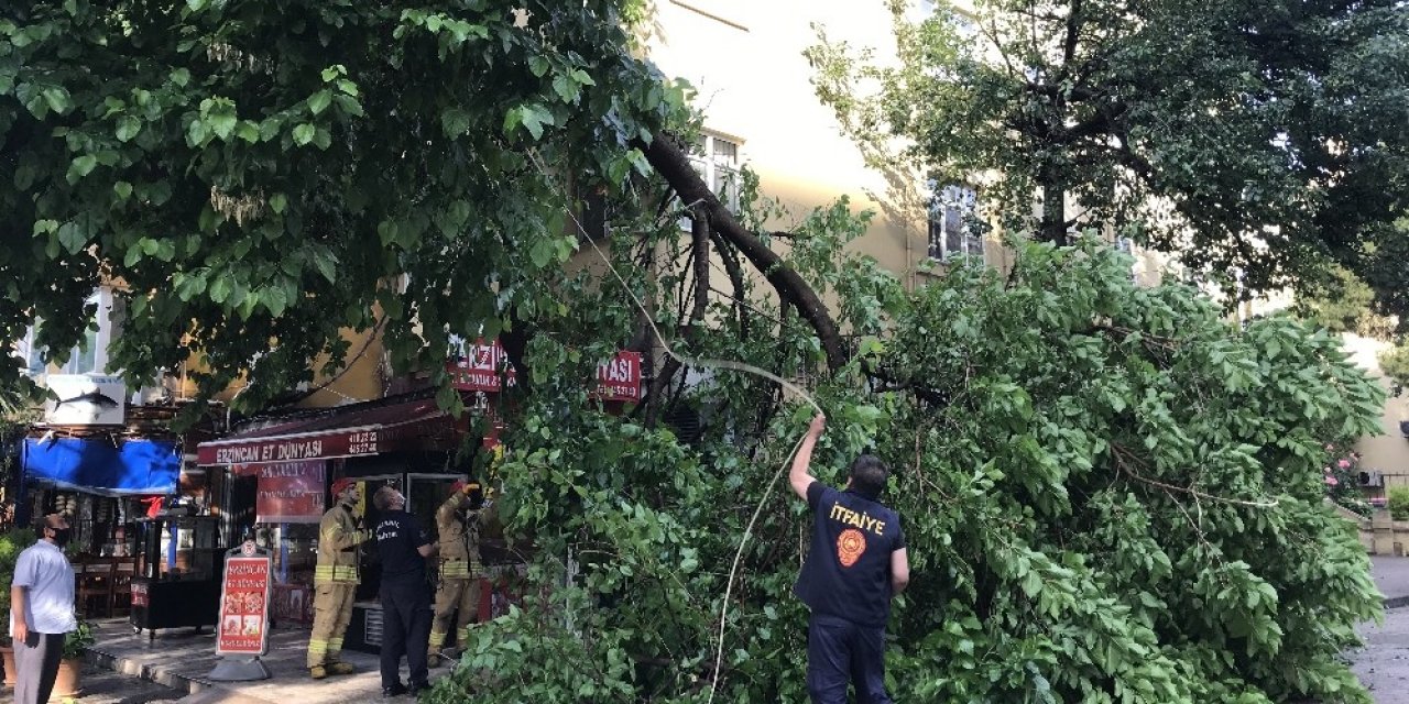 Kadıköy’de Yağan Aşırı Yağmur Yarım Asırlık Dut Ağacını Devirdi