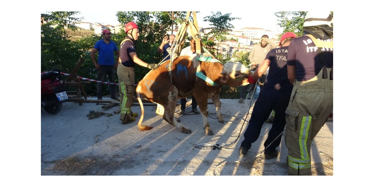 Üsküdar’da Boğa Kurtarma Operasyonu