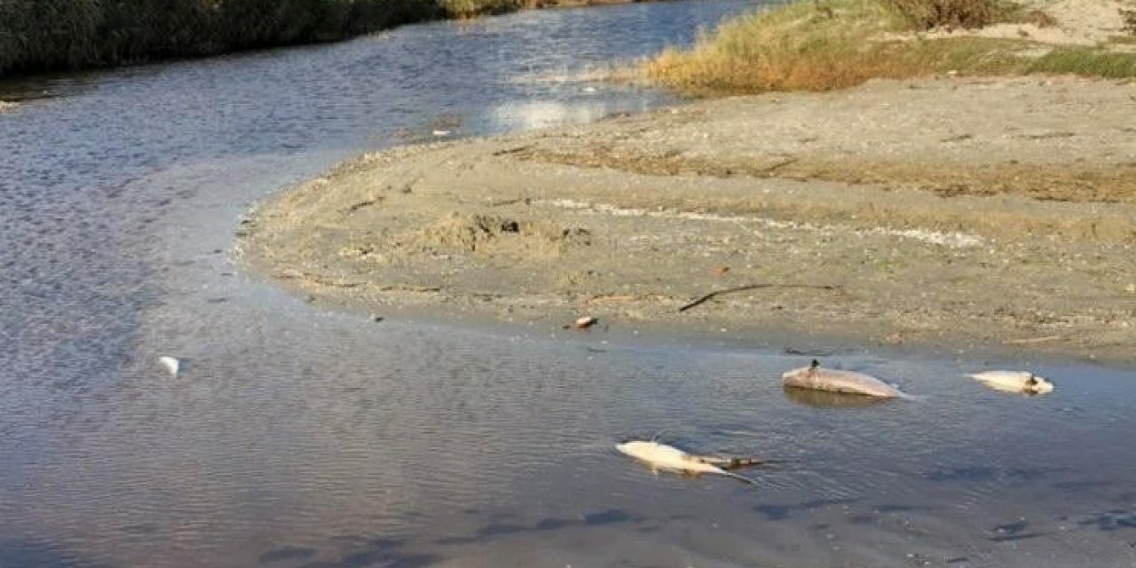 Silivri’de Tedirgin Eden Balık Ölümleri