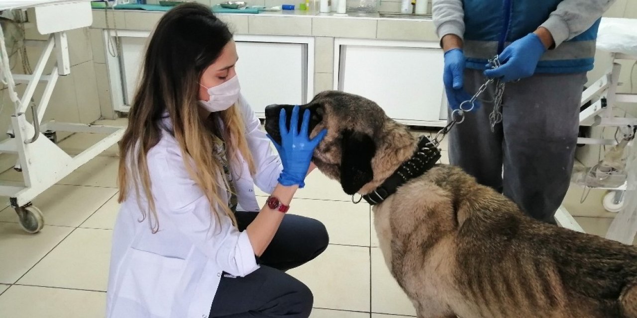 Terk Edilen Yaşlı Köpeğe Belediye Sahip Çıktı