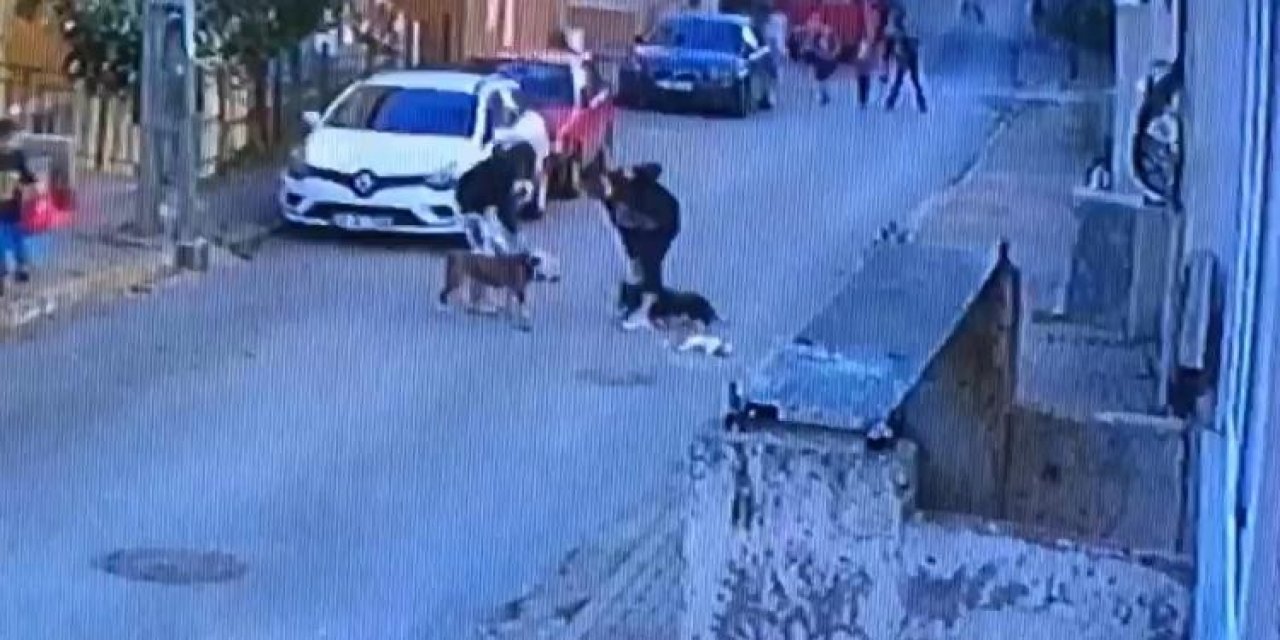 Ataşehir’de Pitbull Dehşeti