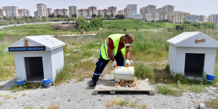 SOKAK HAYVANLARI İÇİN GÜNDE 4 TON MAMA