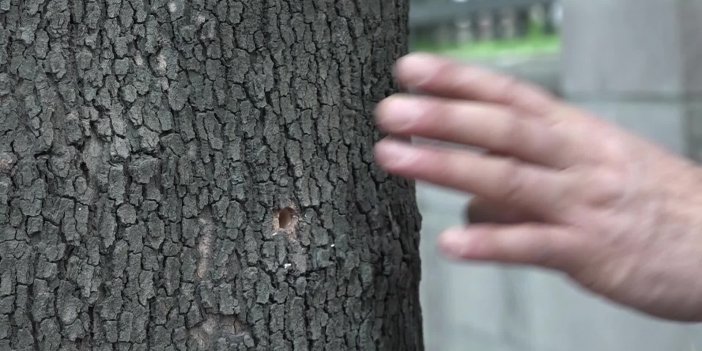 ESENYURT'TA TEKE BÖCEKLERİYLE MÜCADELE EDİLİYOR