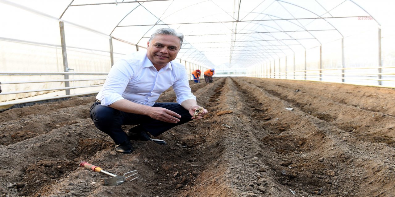 MURATPAŞA BELEDİYESİ'NİN DENEME ÜRETİMİ YAPTIĞI ZENCEFİLDEN OLUMLU SONUÇ