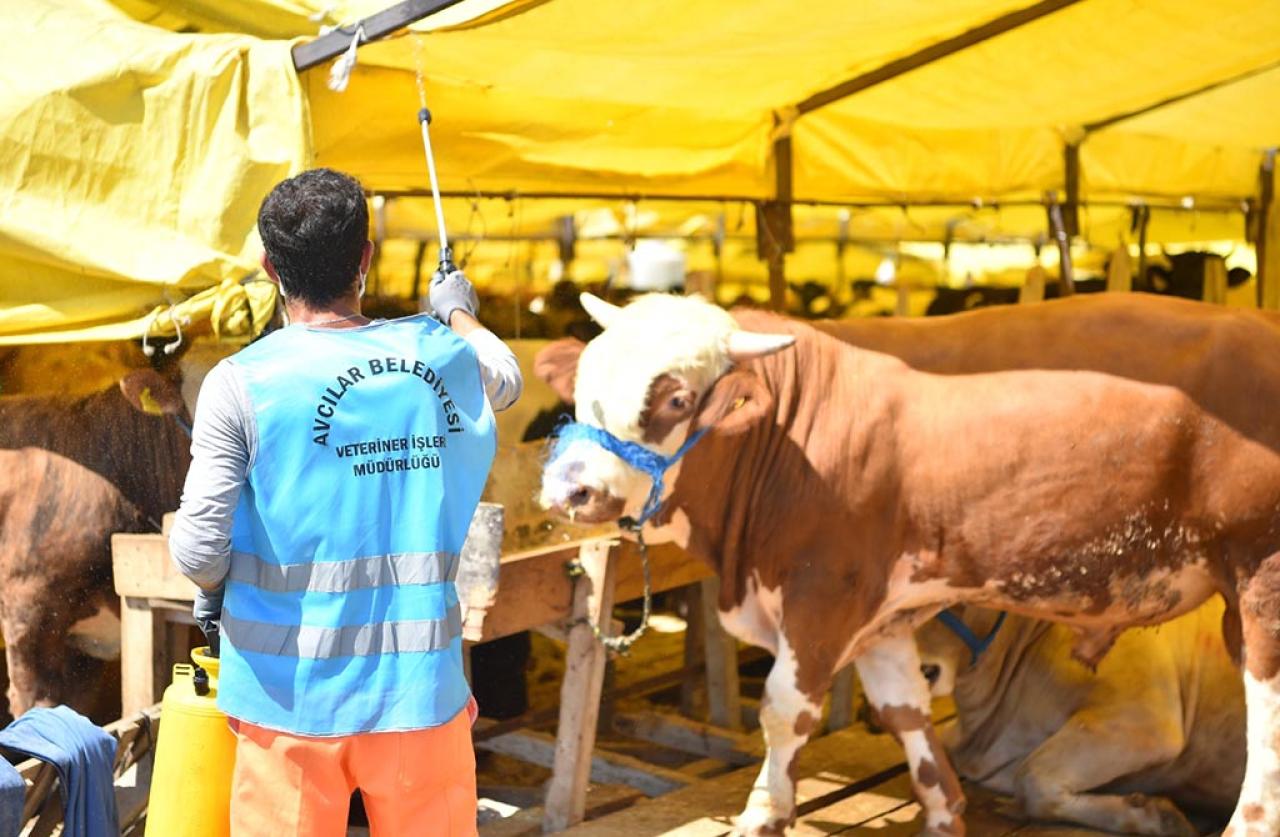 AVCILAR’DA KURBAN SATIŞ VE KESİM ALANLARI DEZENFEKTE EDİLDİ