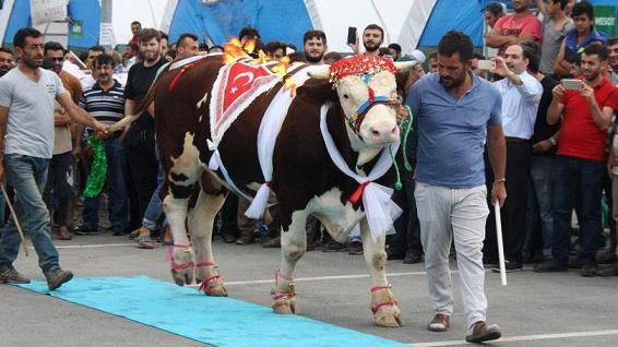 EN GÜZELİ 'AĞRI DAĞI'