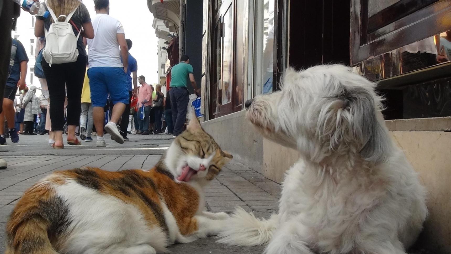 KEDİ VE KÖPEK DOSTLUĞU