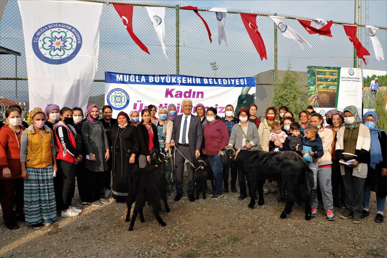 Büyükşehir Belediyesinin Yatağan’da Yapacağı Kıl Keçisi Hibesi İçin Son Başvuru 14 Ekim