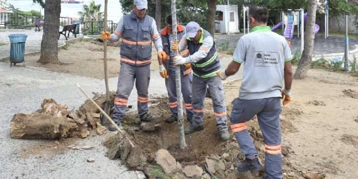 BEŞİKTAŞ’TA AYAZMA PARKI’NA YENİ AĞAÇLAR DİKİLDİ!