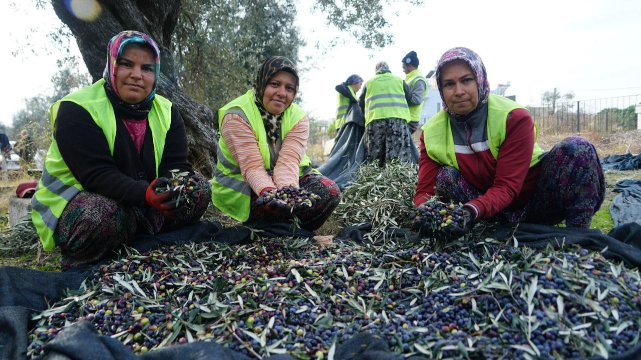 Edremit Belediyesi’nin Zeytinleri Hasat Ediliyor