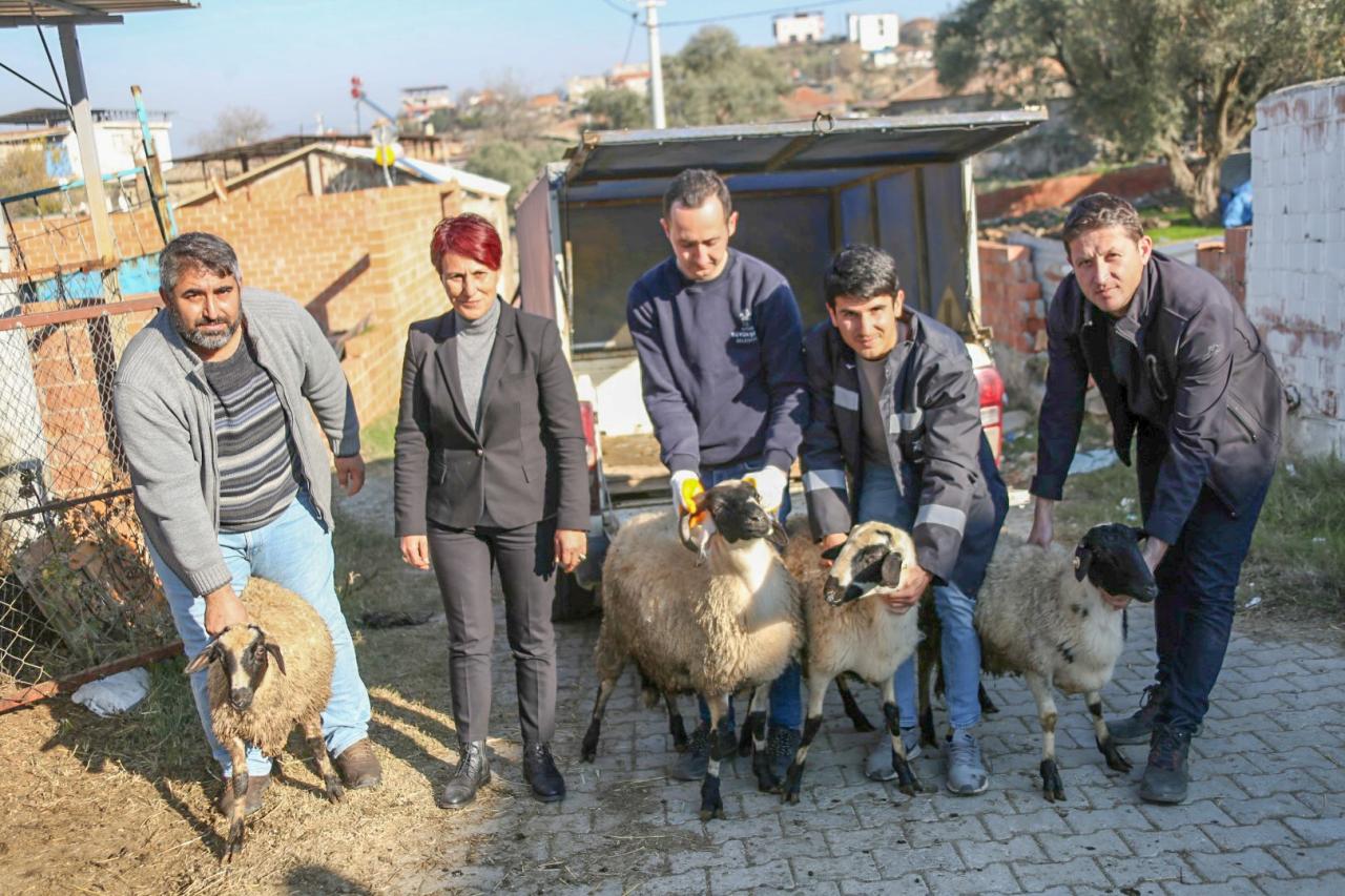 BAŞKAN ÇERÇİOĞLU KOYUNLARI TELEF OLAN ÜRETİCİYE DESTEK OLDU