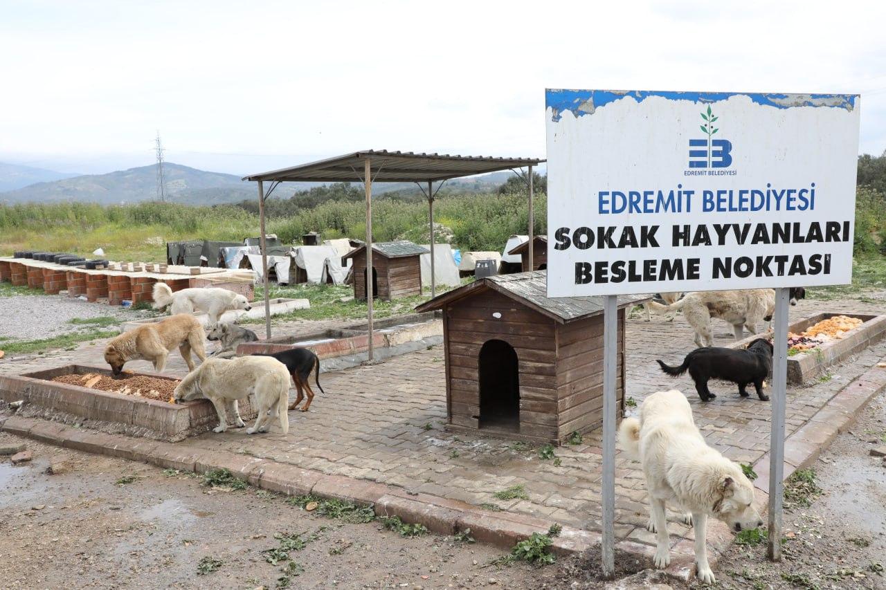 Sokaktaki Canlar Edremit Belediyesi’ne Emanet