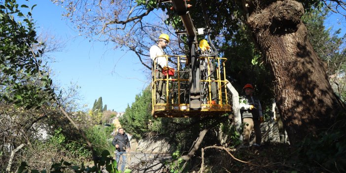 Kartal’da, Asırlık Ağaçlara Özel Bakım