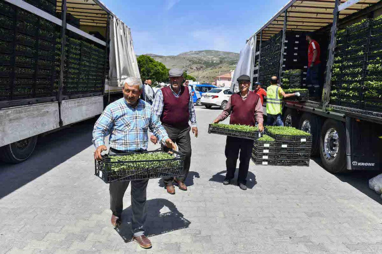 ANKARA BÜYÜKŞEHİR BELEDİYESİNİN SEBZE FİDESİ DAĞITIMI TEKRAR BAŞLADI