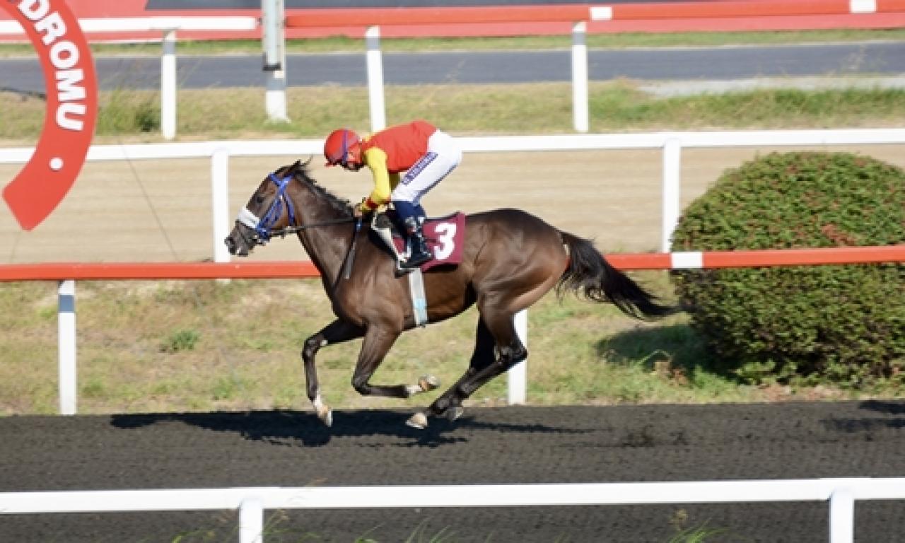 Safiyettin Sakarya Koşusu'nu Dragons Son kazandı