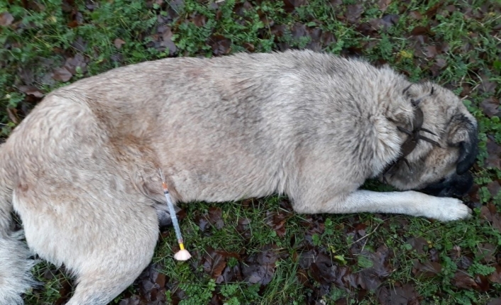 Sarıyer’de koyunları çalmak için 8 köpeği zehirlediler