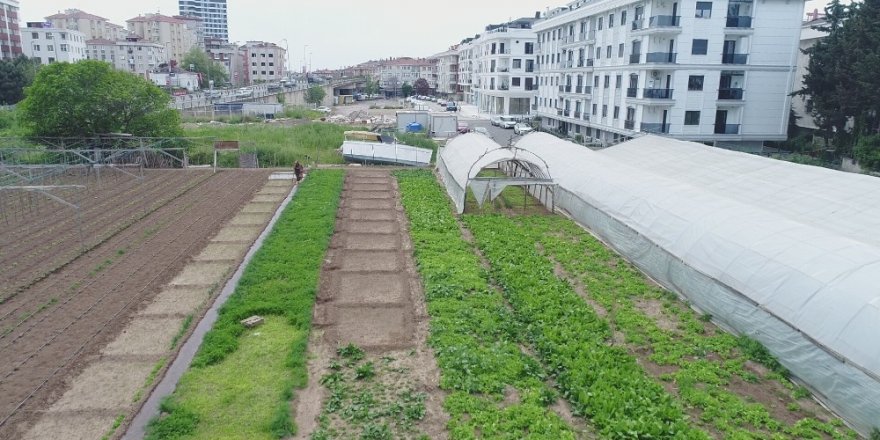 Maltepe de, Devasa Binaların Gölgesindeki Seralar Havadan Görüntülendi