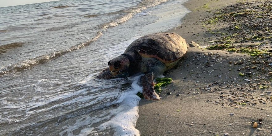 Ölü caretta caretta kıyıya vurdu