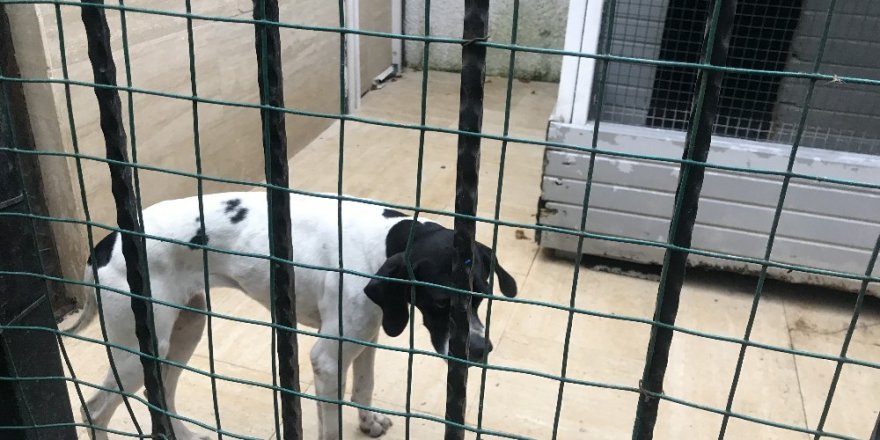 Sarıyer’de Salyangoz Zehriyle Köpekleri Zehirlenen Kadın  Konuştu