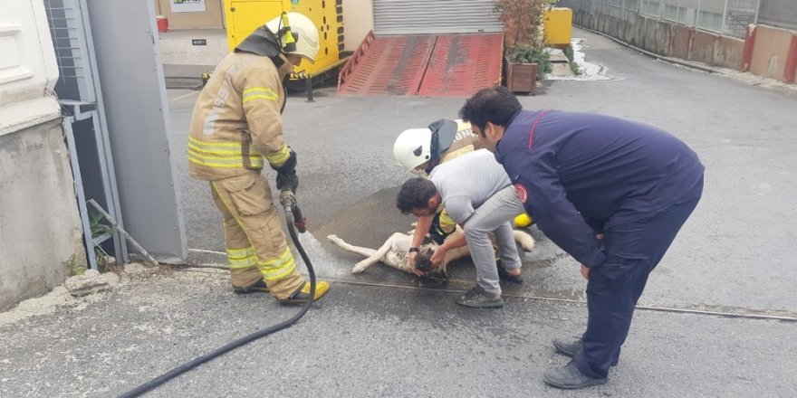 Kimyasal maddeden zehirlenen köpeği kurtarmak için seferber oldular