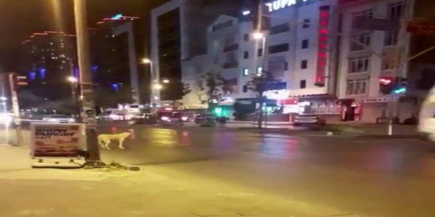 Esenyurt’ta kırmızı ışıkta bekleyen köpek kameralara yansıdı