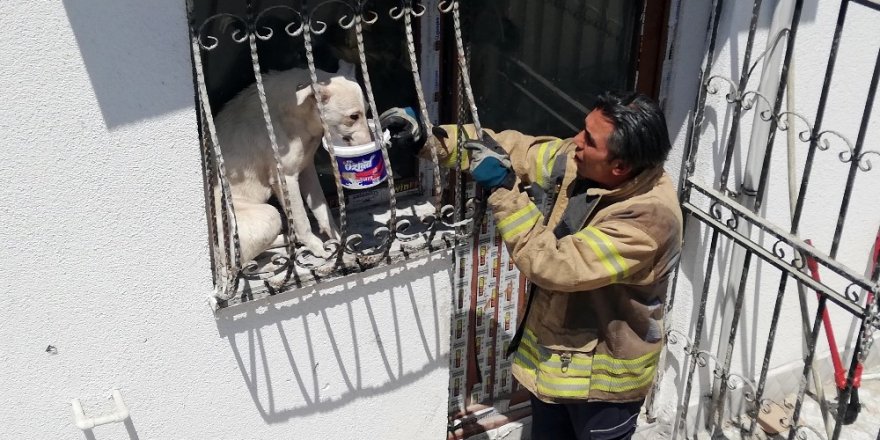 PENCERE PARMAKLIKLARINA SIKIŞAN KÖPEK, GÜNEŞİN ALTINDA 2 GÜN BOYUNCA AÇ SUSUZ KALDI