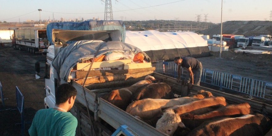 Kurbanlıklar Satış Yerlerine Yerleştirildi