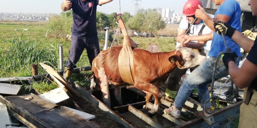 AVCILAR’DA SU KUYUSUNDAN KURBANLIK DANA KURTARMA OPERASYONU