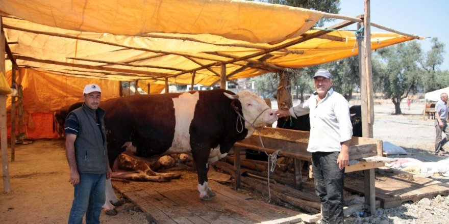 KARTAL BELEDİYESİ, KURBAN BAYRAMI HAZIRLIKLARINI TAMAMLADI