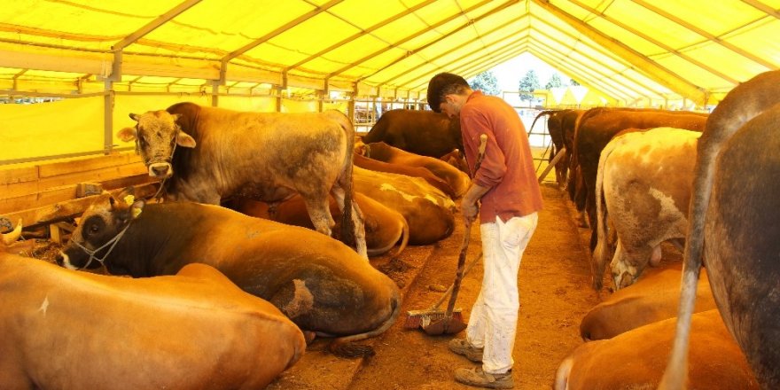 KURBAN SATIŞ YERLERİNDE İLAÇLAMA SEFERBERLİĞİ