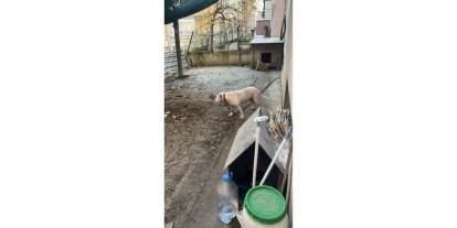 AVCILAR’DA AĞIZLIKSIZ GEZDİRİLEN PİTBULL KÖPEK KEDİYİ PARÇALADI, SAHİBİ GÖZALTINA ALINDI