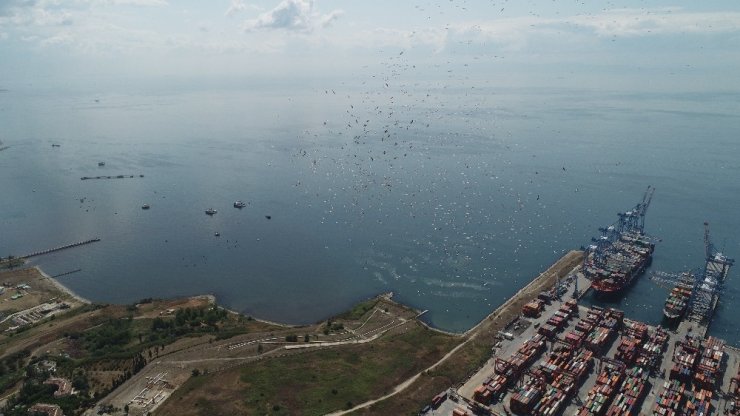 - Leyleklerin göçü masalsı görüntüler oluşturdu