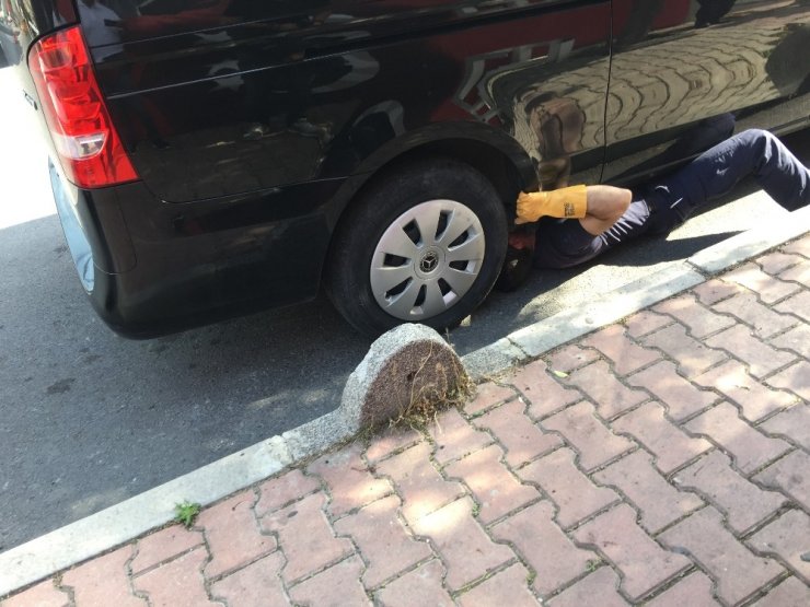 İnatçı yavru kedi itfaiye ekiplerine zor anlar yaşattı